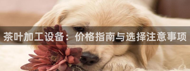 杏盛娱乐代理：茶叶加工设备：价格指南与选择注意事项
