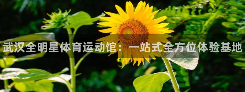 风速体育nba直播：武汉全明星体育运动馆：一站式全方位体验基地
