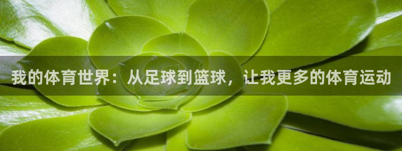 风速体育直播：我的体育世界：从足球到篮球，让我更多的体育运动