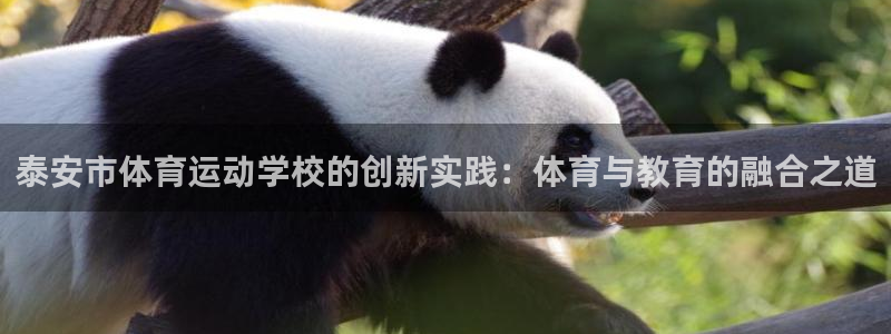 风速体育app：泰安市体育运动学校的创新实践：体育与教育的融合之道